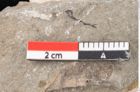 Foto (Detailansicht) von Chondrites tenuis Unger (NHMW-GEO-2024-0188-6646)